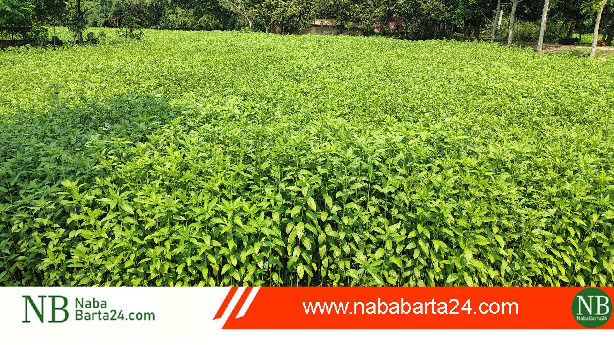মধুখালীতে সোনালী আঁশে স্বপ্ন বুনছেন চাষীরা