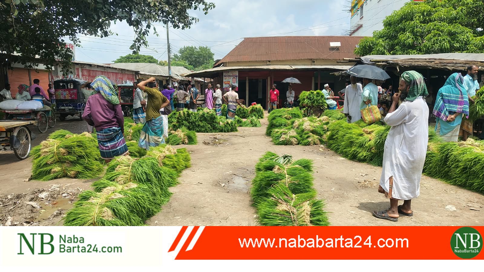 মধুখালীতে ধানের চারা সংগ্রহে ব্যস্ত চাষিরা